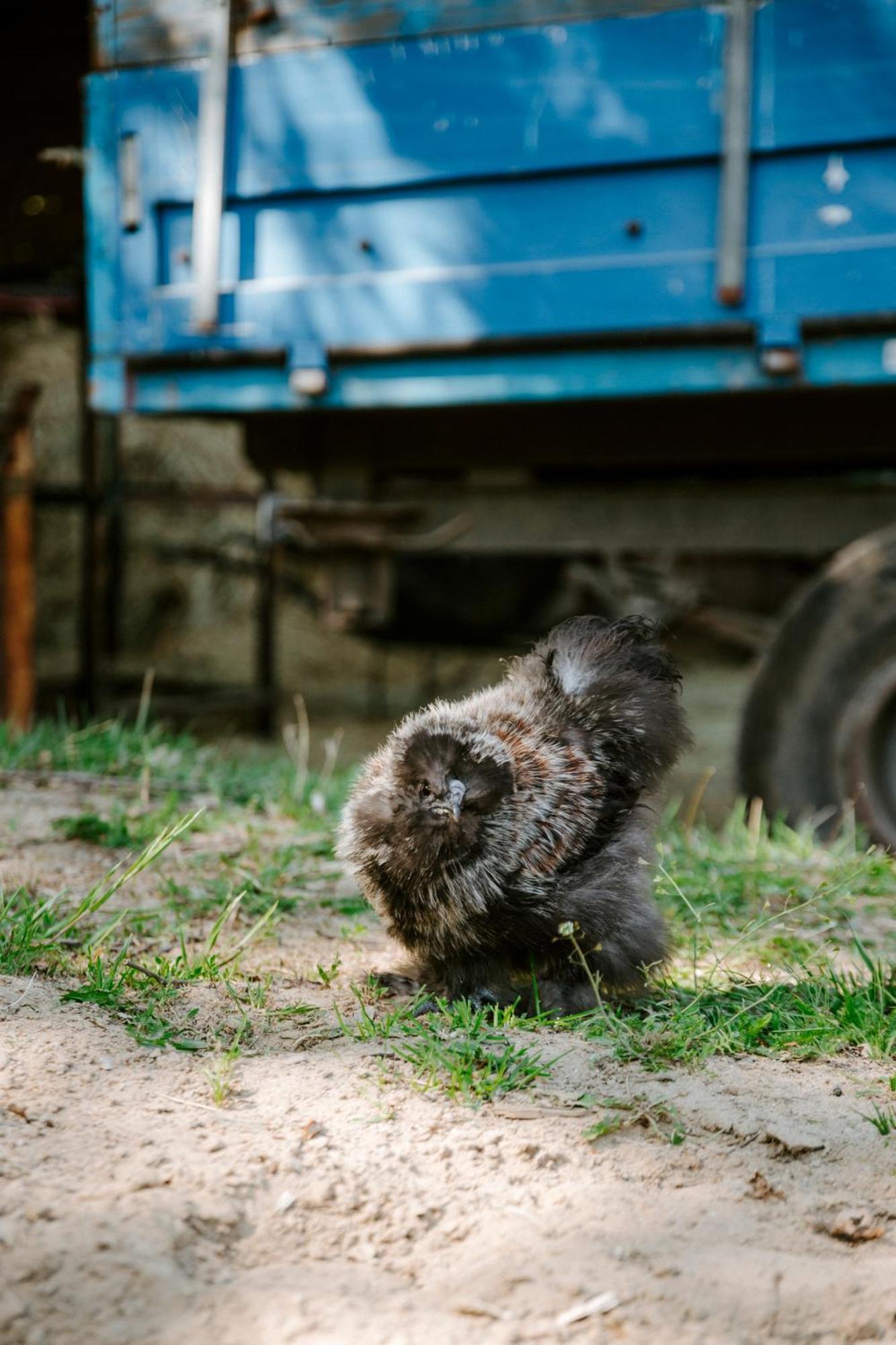 Ubytování na Ranči pod Lovošem Velemin Esterno foto