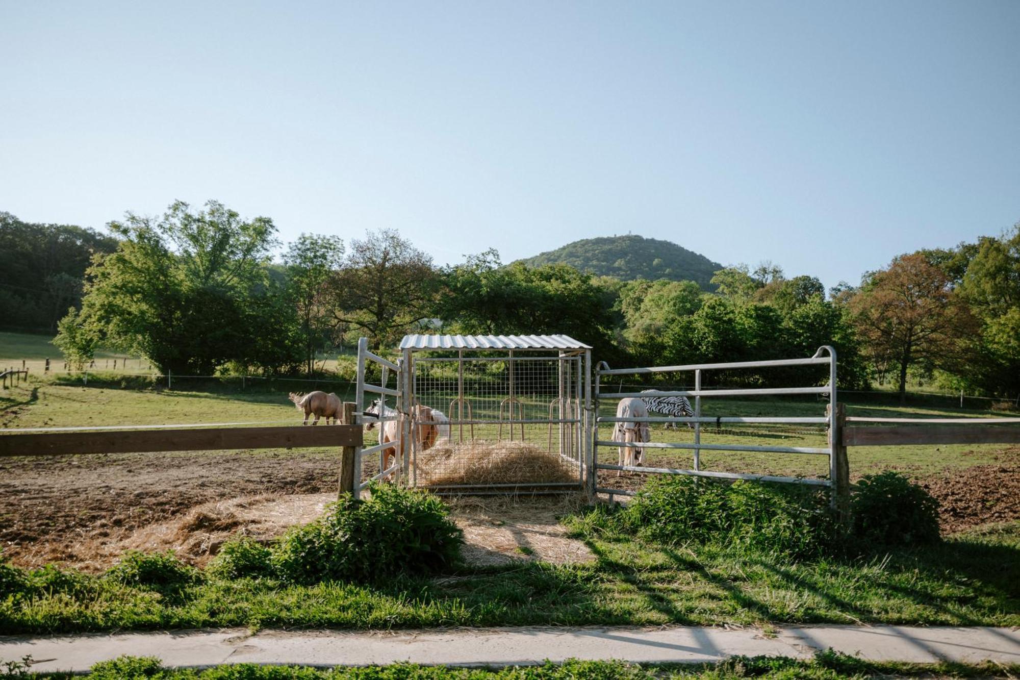 Ubytování na Ranči pod Lovošem Velemin Esterno foto