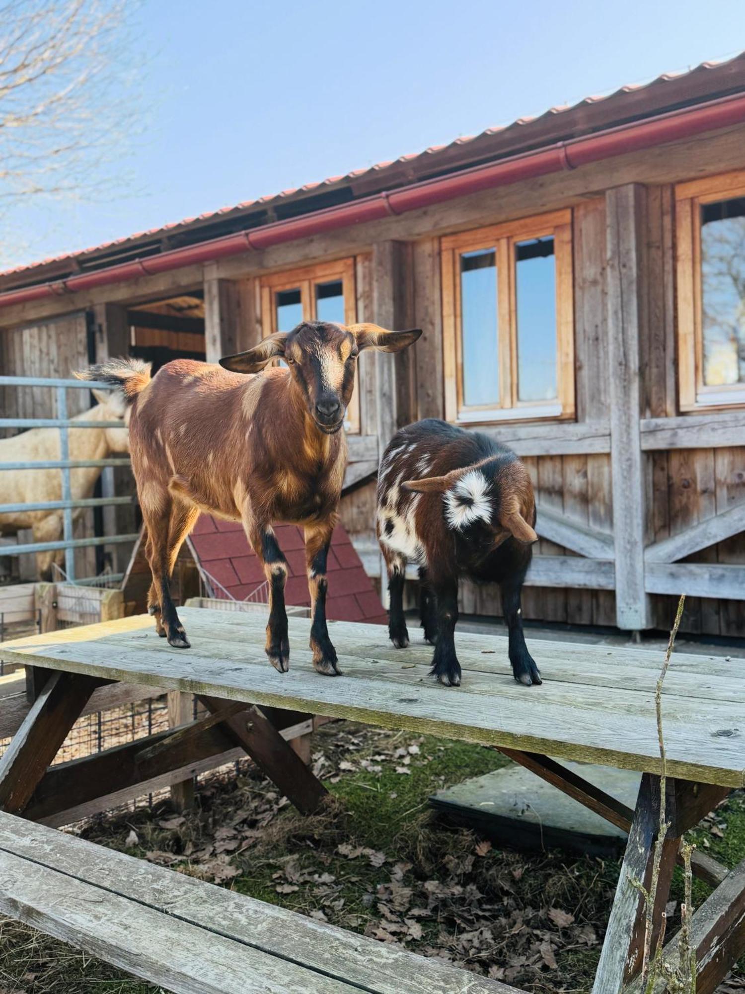 Ubytování na Ranči pod Lovošem Velemin Esterno foto